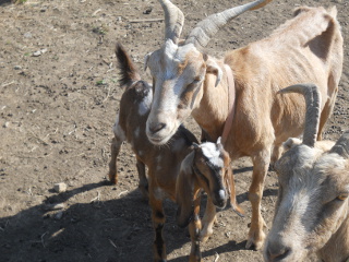 Gracie & New Kid Dottie