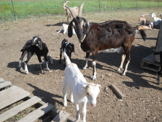 Marie & New Kids Maxine, Laverne & Patty