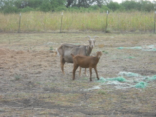 2018 Goat Kids