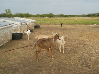 2018 Goat Kids