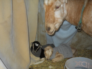 Nellie and Her Two Kids in the Barn