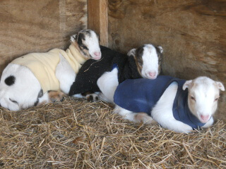 Goat Kids in Coats in a Shed
