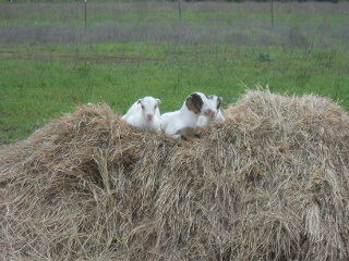 Goat Kids on Hay Bale