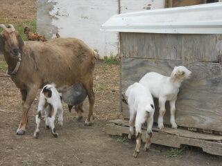 Goat Kids with Mamma