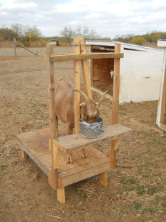Goat Milking Stand in Actions