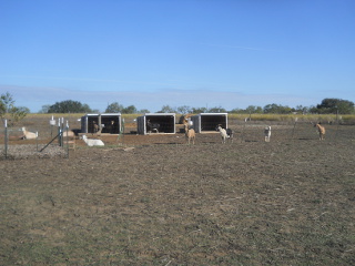 Goat Does Ready for the Move