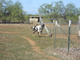 Rocky Ready for His Does