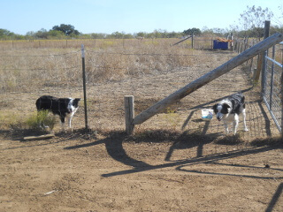 Dogs Watching Ready for Goat Move