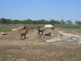 Dairy Goat Kids of 2013 on Hill