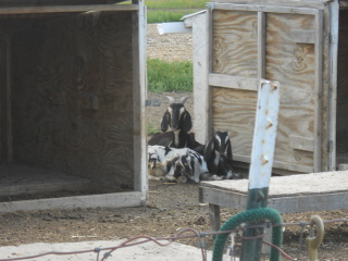 Dairy Goat Nannies Dairy Goat Kids Kids of 2013