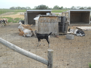 Dairy Goat Nannies Dairy Goat Kids Kids of 2013