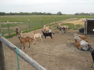 Dairy Goat Nannies Dairy Goat Kids Kids of 2013