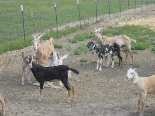 Dairy Goat Nannies Dairy Goat Kids Kids of 2013