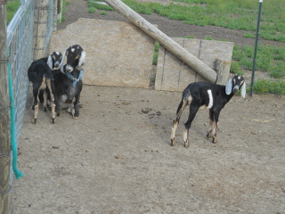 Our Nanny Goat Betsy and Her Kids from 2013