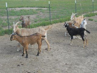 Dairy Goat Nannies Dairy Goat Kids Kids of 2013