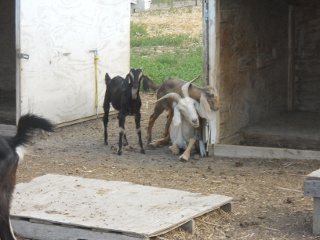 Our Nanny Goat Minnie and Her Kids from 2013
