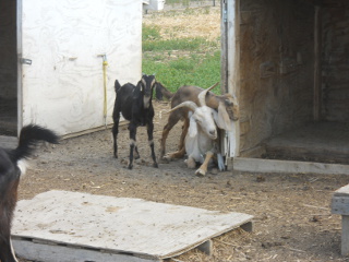 Dairy Goat Nannies Dairy Goat Kids Kids of 2013