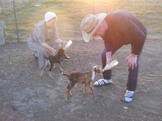 Bottle Feeding Orphan Goat Kids