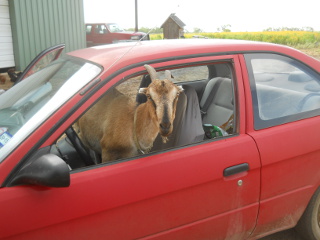 Molly in the Car Again