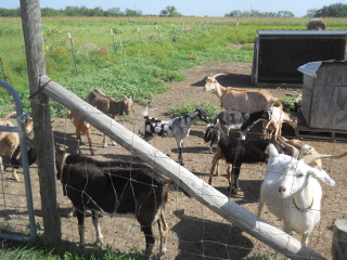 Goats Rounding Up