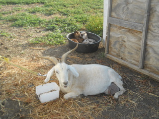 Lucy, Chip & Janie