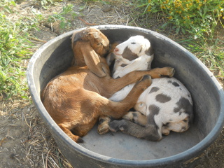 Chip & Janie in Water Trough