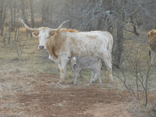 New Longhorn heifer calf Graciana