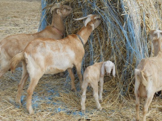 New 2012 Goat Buck Albert