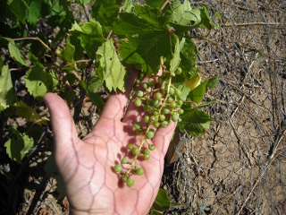 First Grapes from the Vineyard