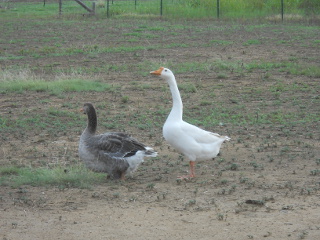 Gustav Our Gander & Gigi Our Goose