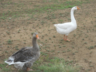 More of Gustav Our Gander & Gigi Our Goose