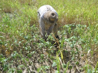 Hand Pulling Cocklebur Weeds in Open Area