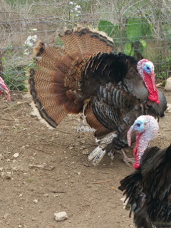 Hank the Heritage Tom Turkey