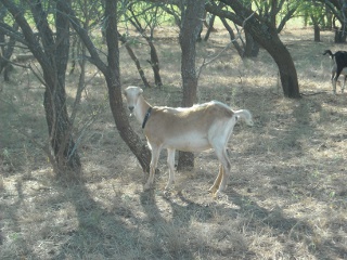 New Lamancha-Saanen Goat Doe Hannah