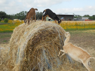 New 2012 Goat Does Pippy and Rigby