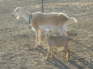 New LaMancha Saanen Nubian Buck Wahlberg