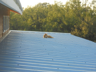 William Our Cat on the Porch Roof