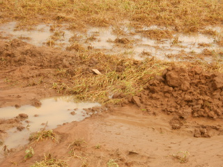 Inner Field Lower Berm Washed Through