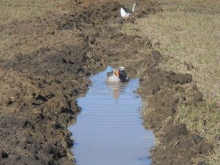 Geese Swimming in Inner Field Swale