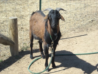 Spanish Goat Buck Borrowed for Breeding