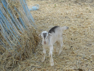 New 2012 Goat Buck Junior