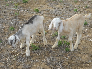 New 2012 Goat Bucks Junior and Albert
