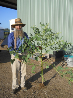 Large Cocklebur Weed