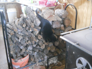 Leila Crawling Down Wood Stack