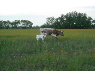 New Longhorn Bull Calf Luchador