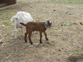 New 2012 Goat Buck Lester