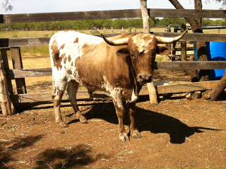 Pure Longhorn Bull Manolete