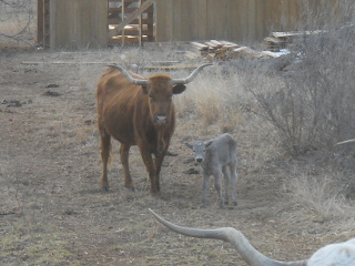 New Longhorn Bull Calf Manolito
