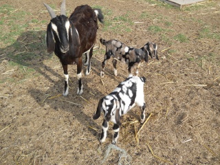 New 2012 Goat Buck and Doe RJ and Raquel