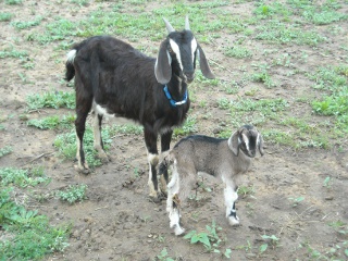 Nubian Doe Marie and Her New Nubian-Alpine Kid Woodrow